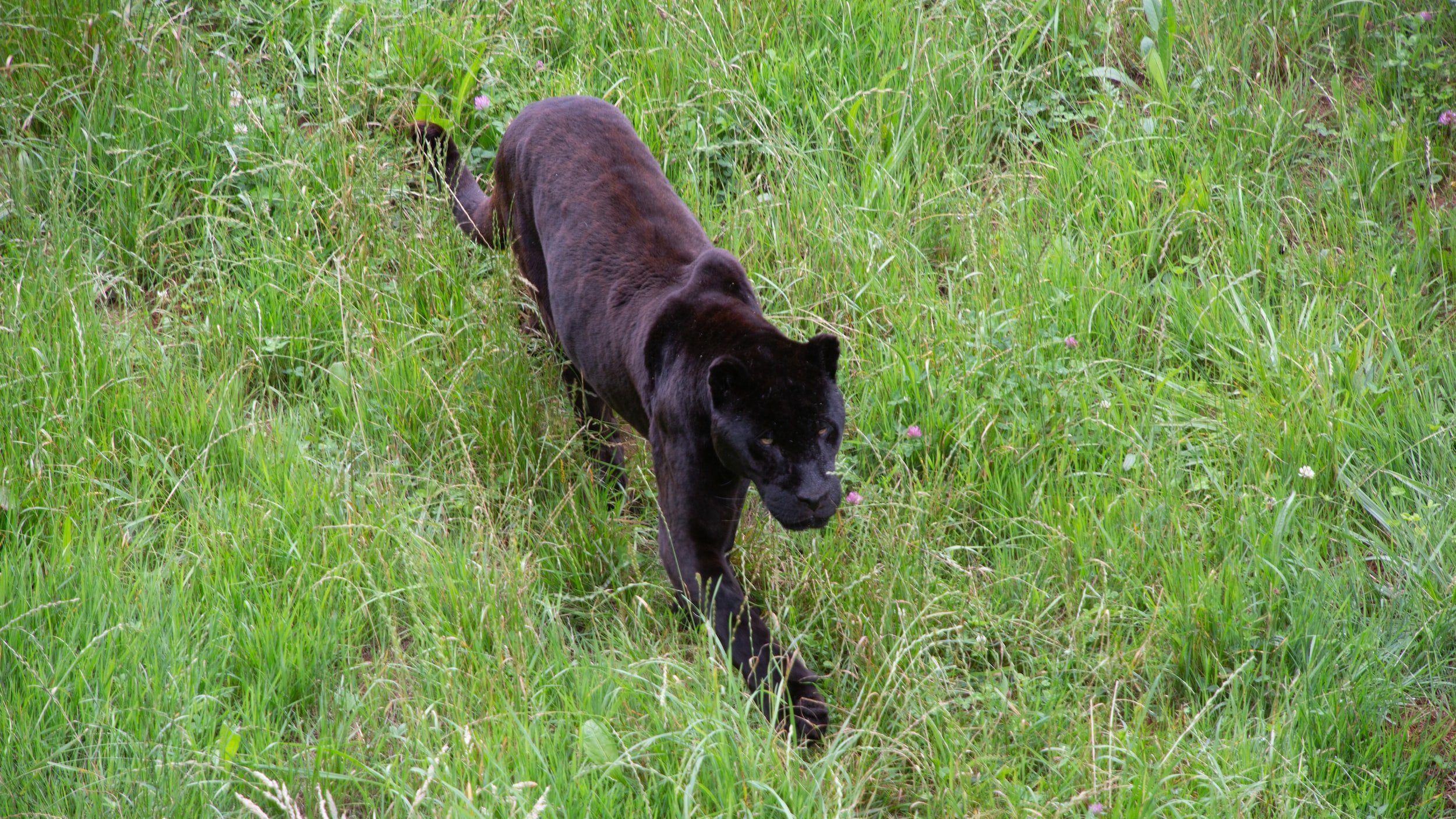 a0a55ff40fcd944037ececd38efeba41