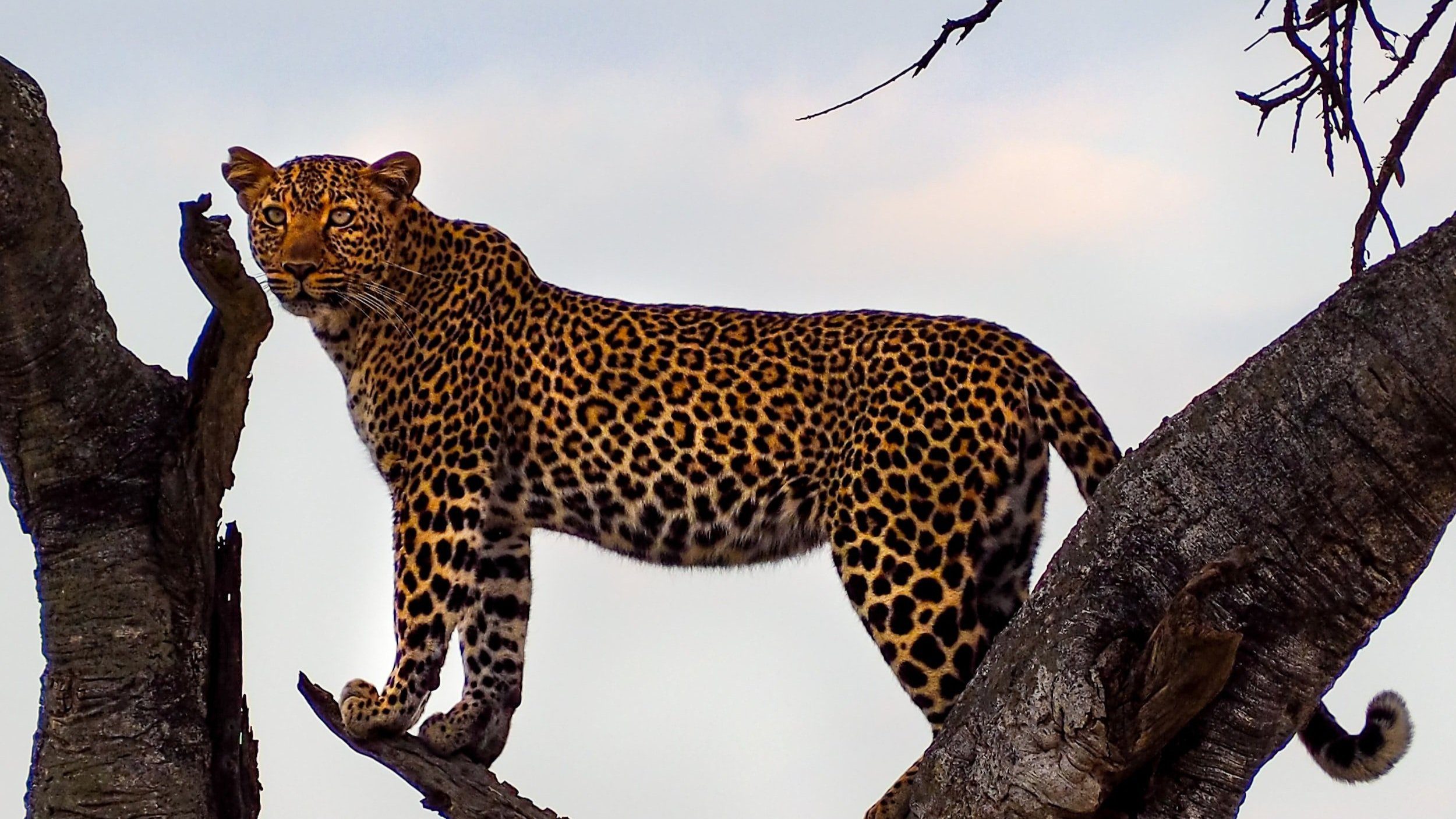 a9c18802f68752e7e321c80c1d17ff4e