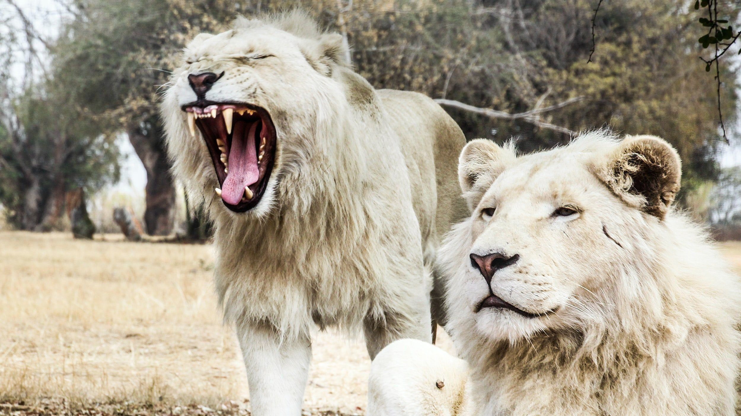 a9c389b426ed051dfa8b5f26bb549b98