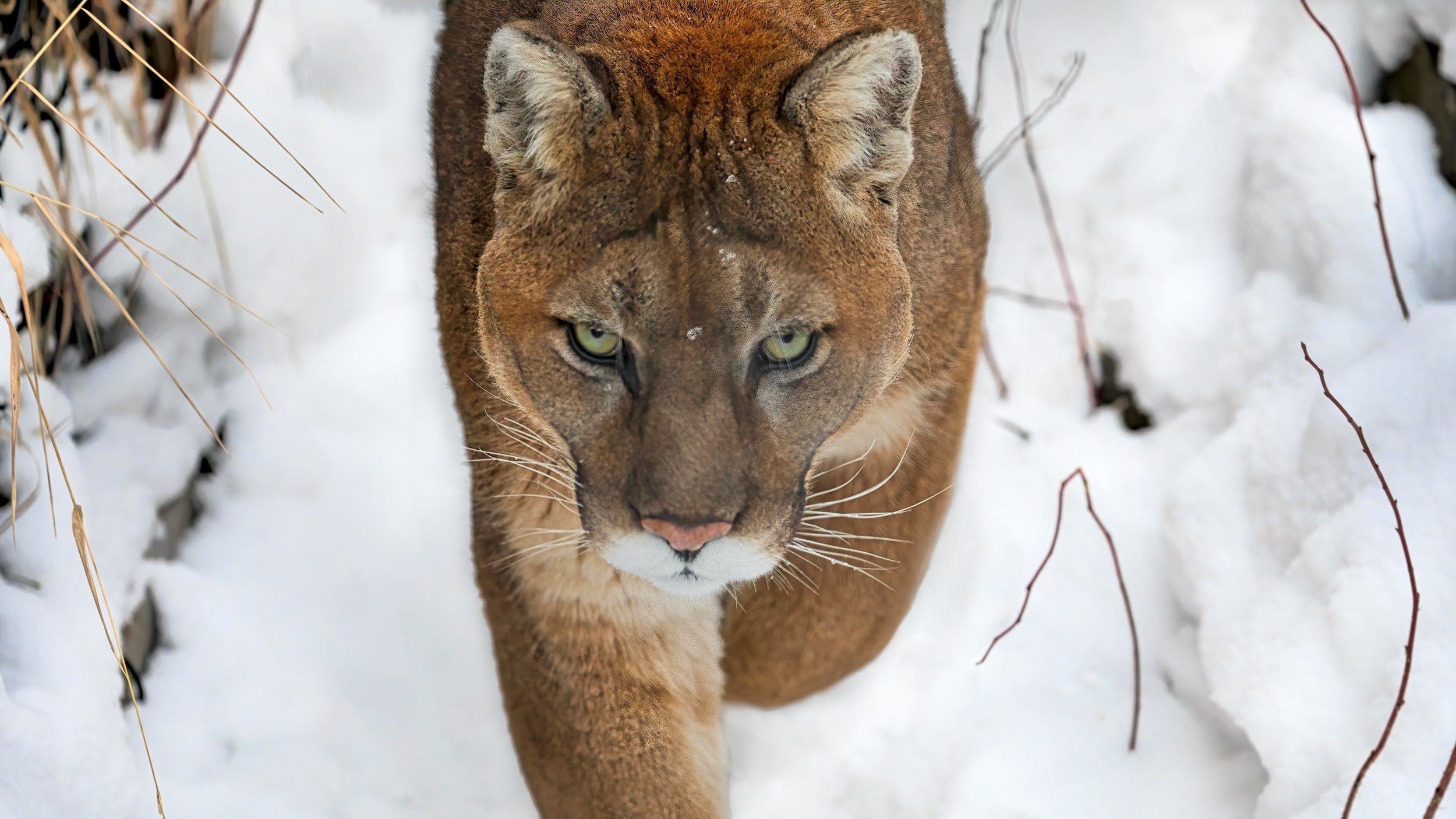 eac99fc6ad7890f9d955d017a4d320ff