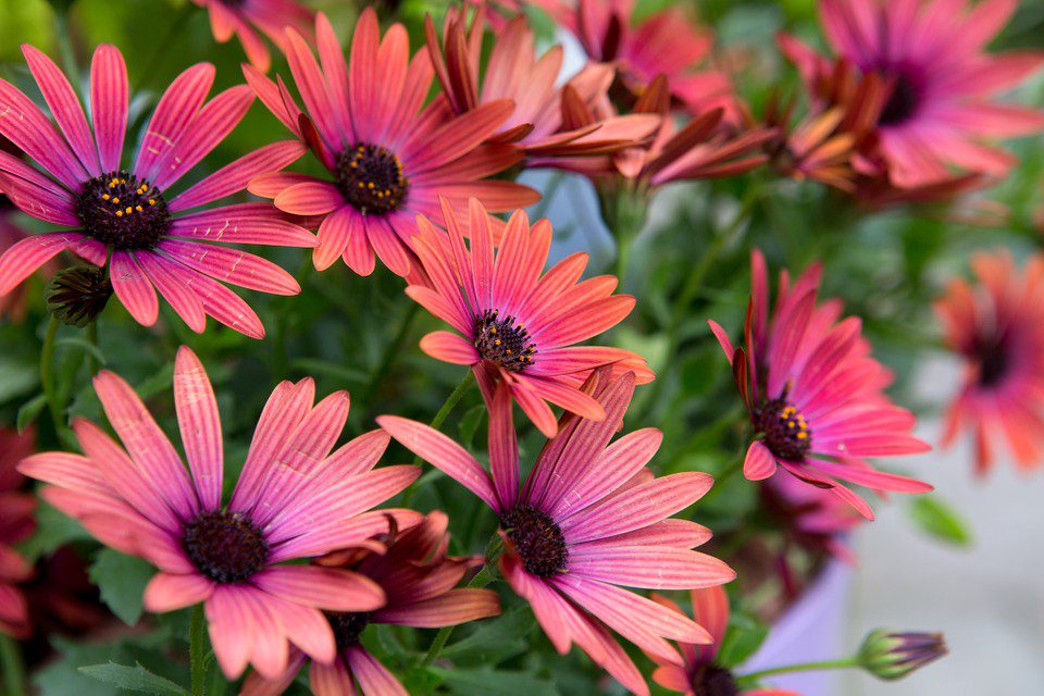 2048x1365 Grow Guide Osteospermum LI2601405 a8e9f75